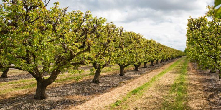 fertilized essence mystical agriculture