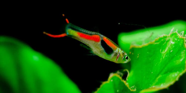 Guppies vs. Endler Livebearer Aquarium Fish