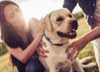 adopting a rescue dog