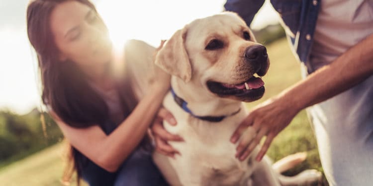 adopting a rescue dog