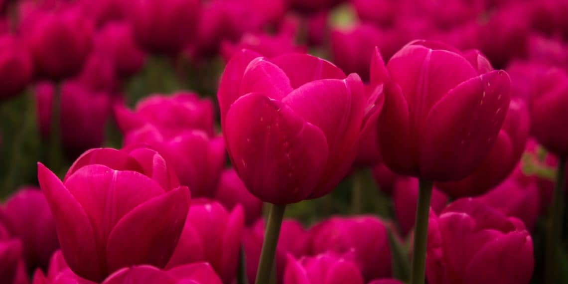 fresh flowers to home