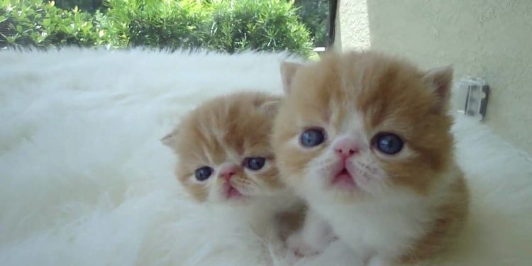 Exotic Kittens for sale