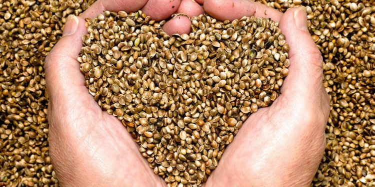 What are Hemp Hearts Seeds – Benefits & Where to Buy
