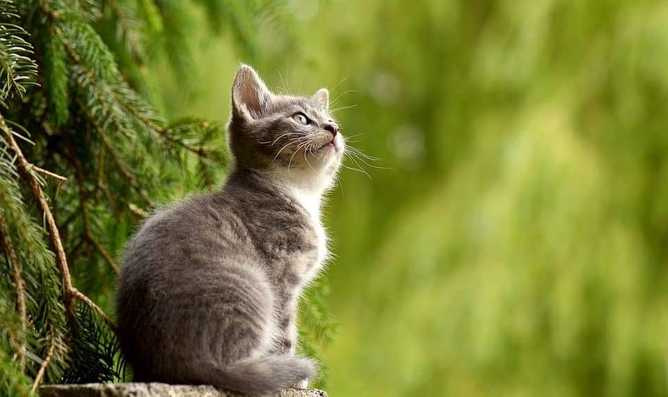 esa cats
