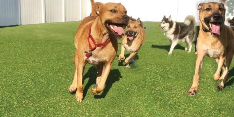 GUIDE TO CHOOSE A GOOD LOCAL DOG BOARDING