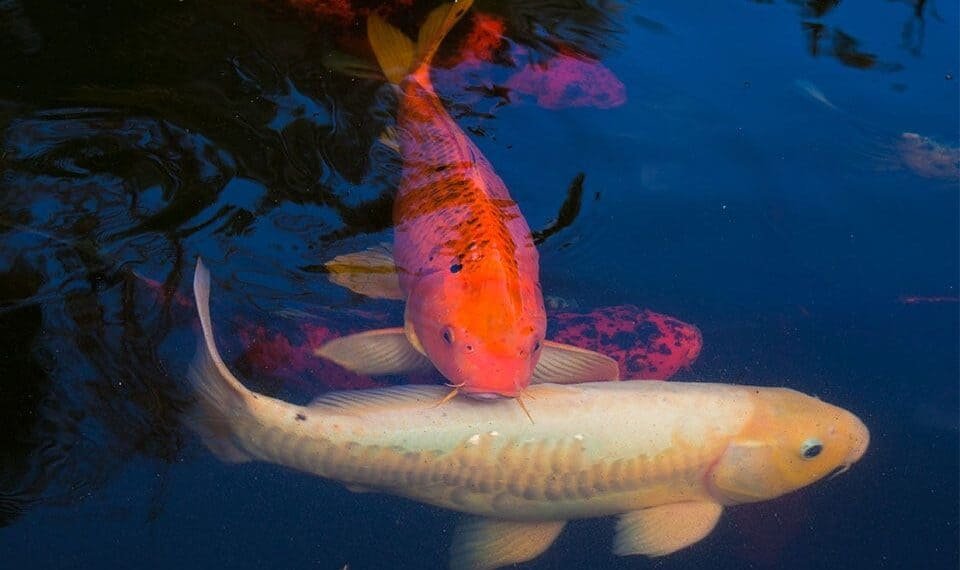 Koi Carp