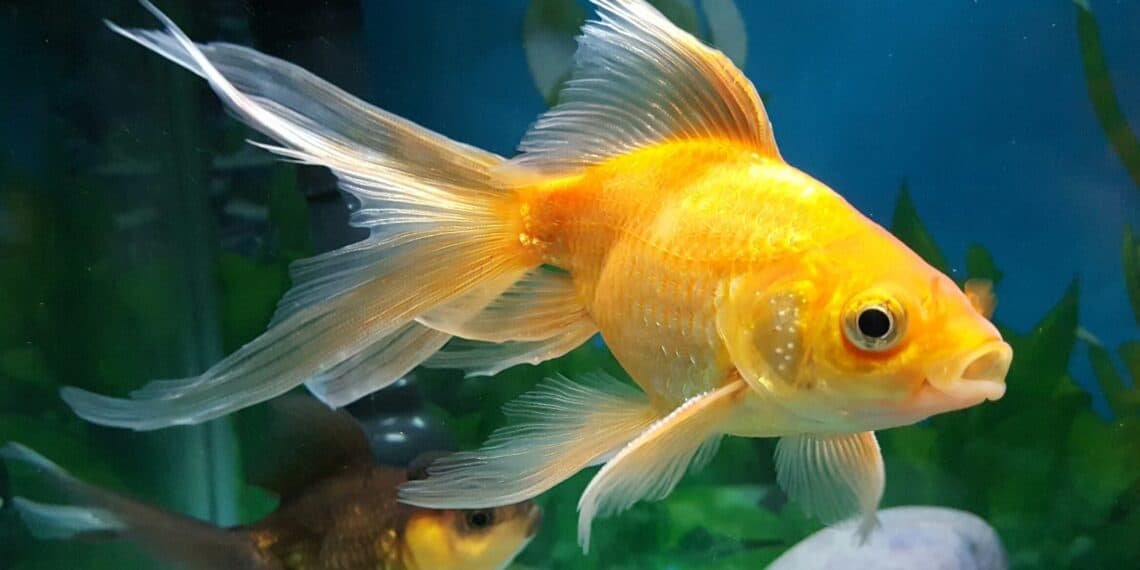Vegetables Are Good For Goldfish