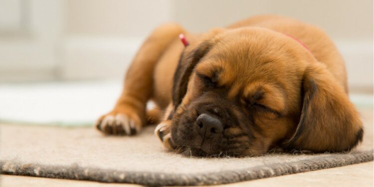 service animal registration